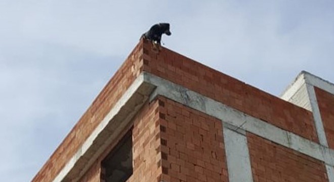İnşaattan sarkan köpek, uyuşturucu iğne atılarak yakalandı