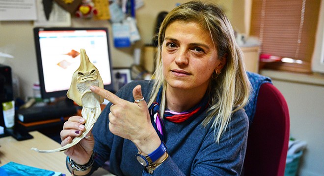 İnsan yüzlü sapan balığının nesli tehlike altında