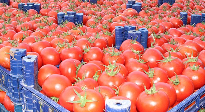 İnsuyu domatesi marka olma yolunda