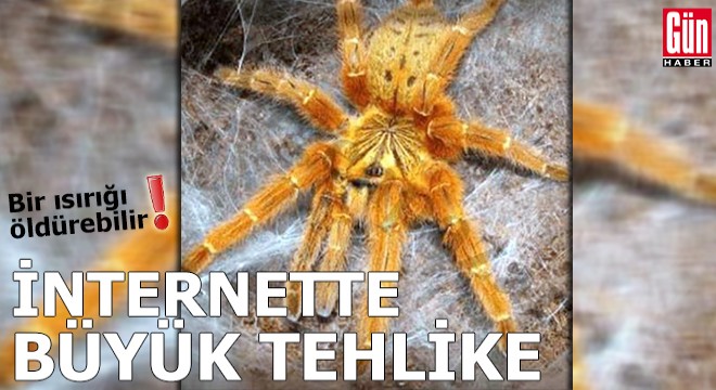 İnternette büyük tehlike! Bir ısırığı öldürebilir...