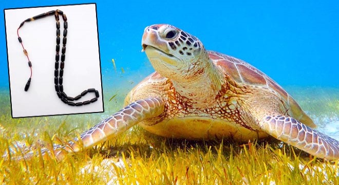 İnternette caretta caretta kabuğundan satılık tespih