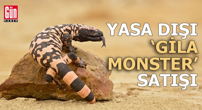 İnternetten yasa dışı 'Gila monster' satışı