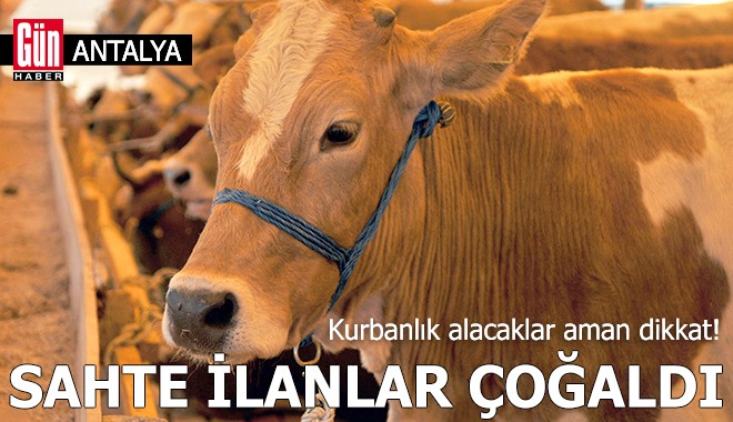 İnternetten kurbanlık alırken bu tuzaklara dikkat