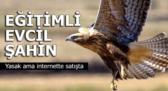 İnternetten satılık şahin