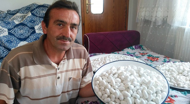 İpek böceği, Ağlasun'u sevdi