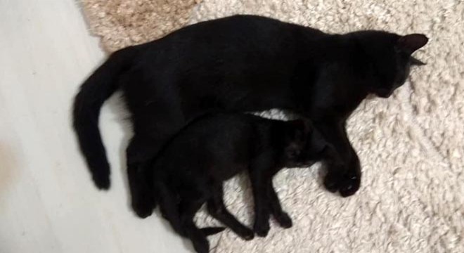 İpsala'da 3 kedi daha zehirlenerek öldürüldü