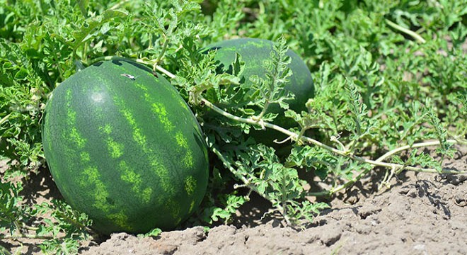 İran karpuzu yerli üreticiye zarar verdi