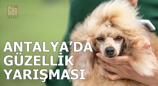 Irk köpekler, Antalya'da yarışıyor