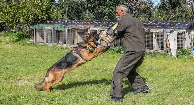 Irk köpeklere VIP eğitim