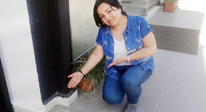 İş yeri önündeki kaktüs çalındı