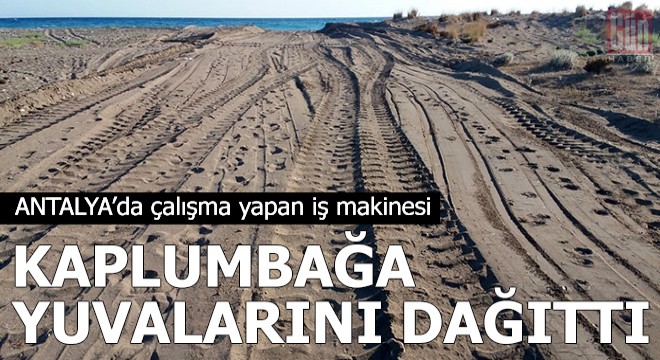 İş makinesi, kaplumbağa yuvalarını dağıttı