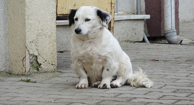 İş yerinin önündeki yavru köpeği çaldılar