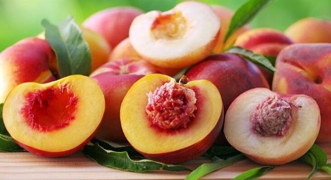 İslahiye'de şeftali hasadı başladı