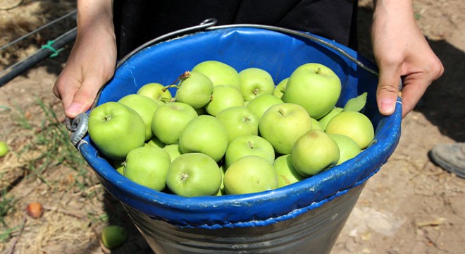 Isparta da elmada don kaybı yüzde 30 u buldu