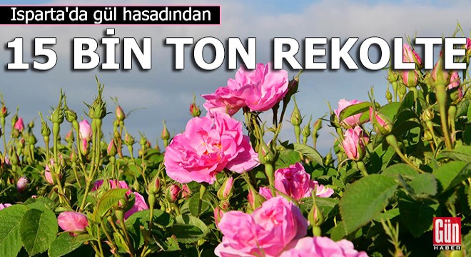 Isparta da gül hasadından 15 bin ton rekolte