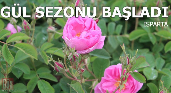 Isparta da gül sezonu başladı