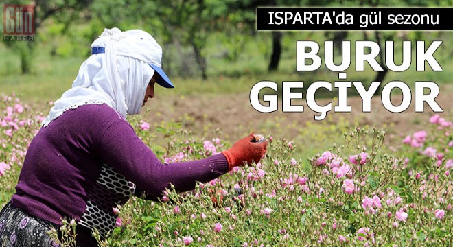 Isparta da gül sezonu salgın nedeniyle buruk geçiyor