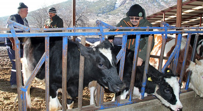 Isparta da şap hastalığına karşı önlem