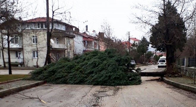 Isparta da şiddetli rüzgar ağaçları devirdi