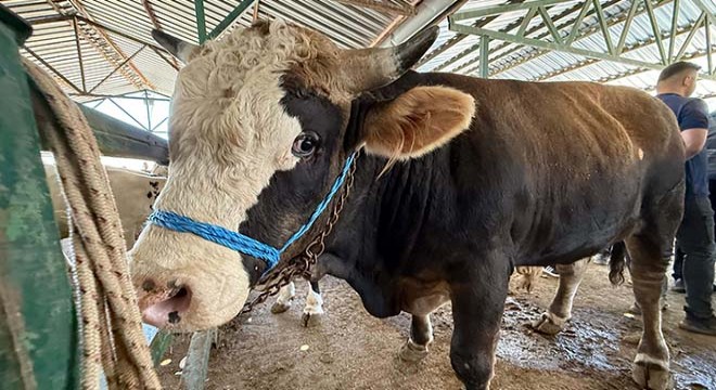 Isparta daki kurban pazarlarında hareketlilik arttı