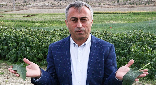 İstanbul'a ıspanak gönderilen tarlada 'şeytan elması' otu çıktı