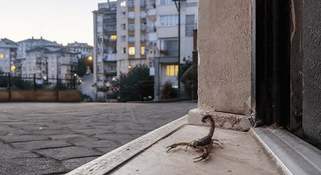 İstanbul'da Akrep Alarmı: Kağıthane ve Üsküdar'da Evlerin İçine Kadar Ulaştılar