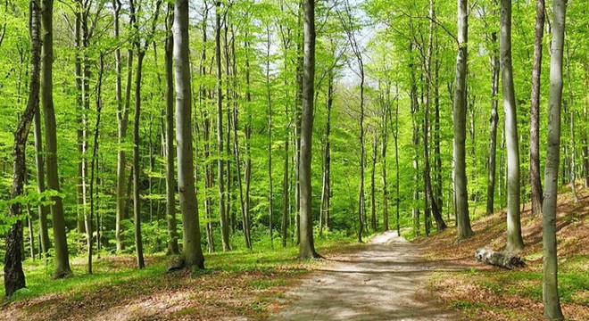 İstanbul'da ormanlara giriş yasağı uzatıldı