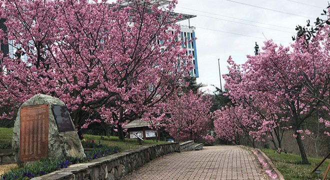 İstanbul'da sakura zamanı
