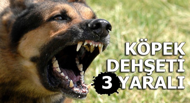 İstanbul da köpek dehşeti: 3 yaralı