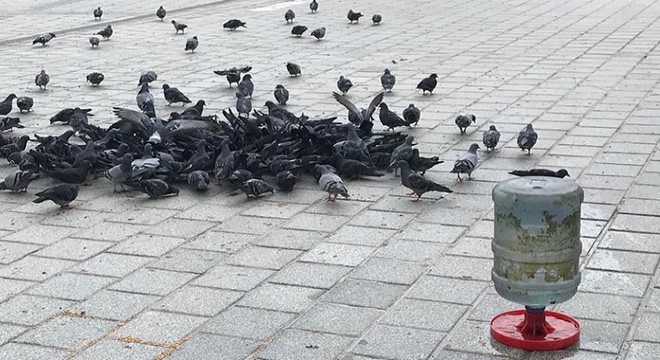 İstanbul da meydanlar boş, kuşlar aç kaldı