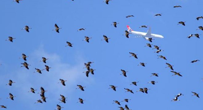 İstanbul semalarında leylek şöleni