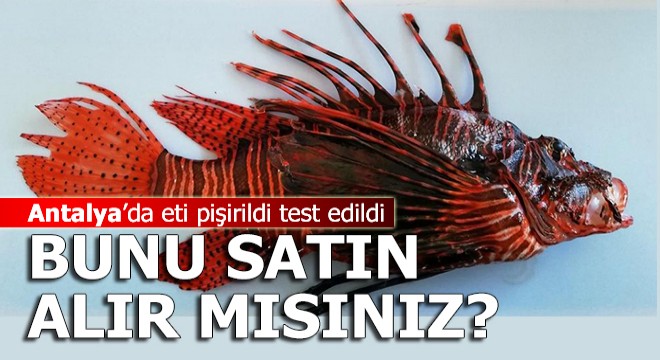 İstilacı aslan balığının eti tanıtıldı