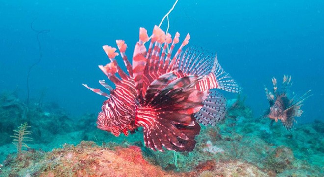 Muğla da istilacı tür olan aslan balıkları görüldü