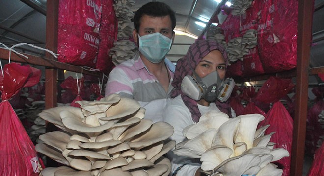 İstiridye mantarı, genç çiftin geçim kaynağı oldu