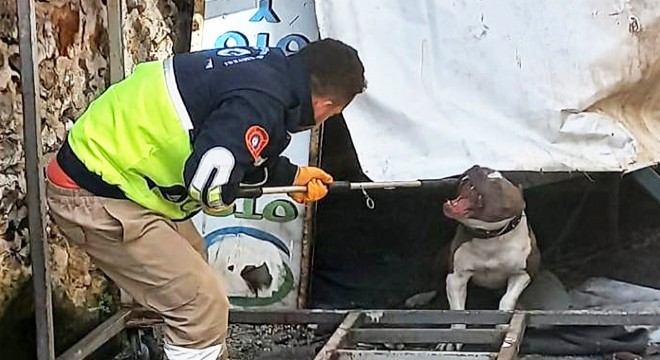 İşyerinde beslenen Pitbull koruma altına alındı