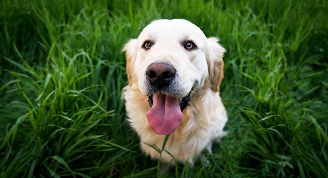 İtalya’da turist köpeklere günlük vergi uygulanacak