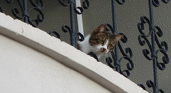 İtfaiye erinin kedi kurtarma sınavı
