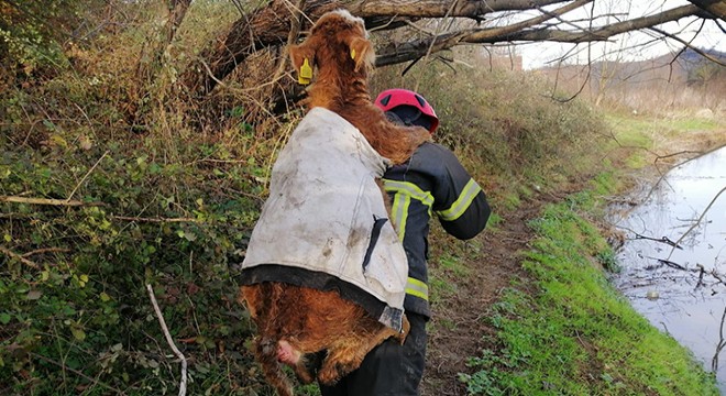 İtfaiye eri balçığa saplanan danayı kurtarıp sırtında taşıdı