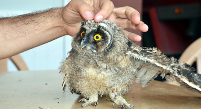İtfaiyeciler, yavru baykuşu elleriyle besliyor
