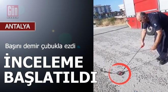 İtfaiyecinin yılanın başını demir çubukla ezmesine inceleme