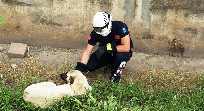 İtfaiyenin kanaldan kurtarmak istediği köpek, kaçarak uzaklaştı
