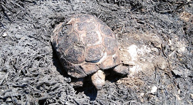 İtfaiyenin müdahalesi kaplumbağayı hayata bağladı