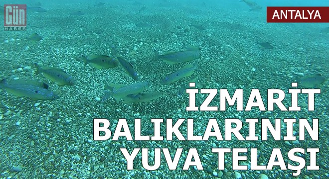 İzmarit balıklarının yuva telaşı