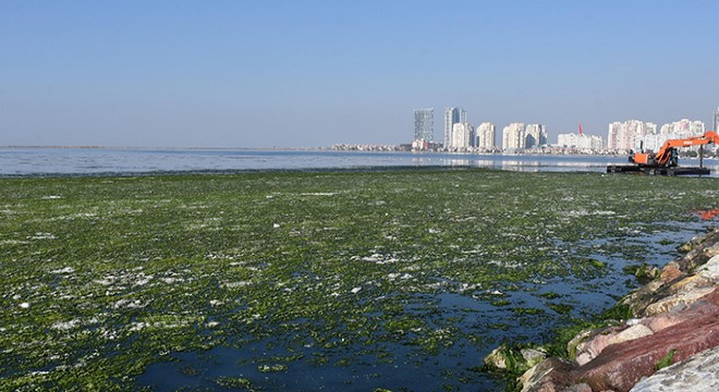 İzmir'de deniz üstü marulla kaplandı