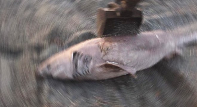 İzmir'de köpek balığı karaya vurdu