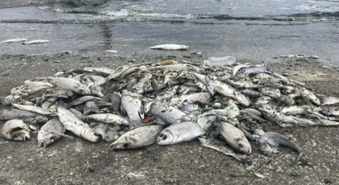 İzmir Körfezi nde feci görüntü: Balıklar ölmeye başladı