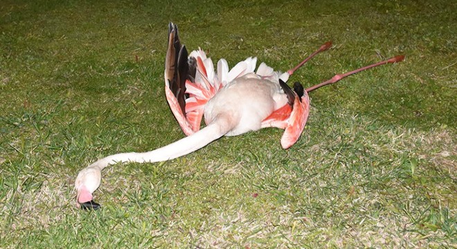 İzmir de ölü bulunan flamingolara  nekropsi  yapılacak