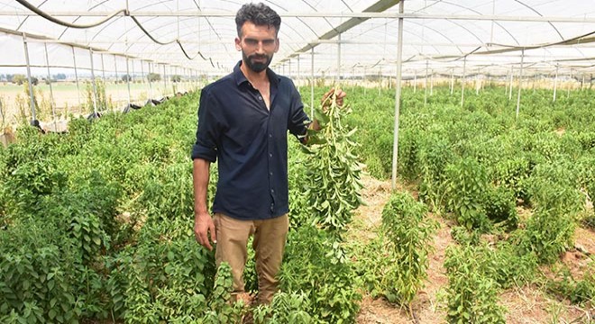 İzmirli çiftçi 'Stevia' bitkisini sevdi