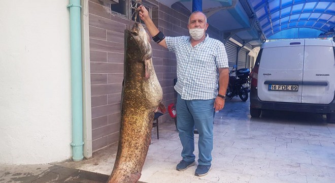 İznik Gölü'nde 2 metrelik yayın balığı yakaladı