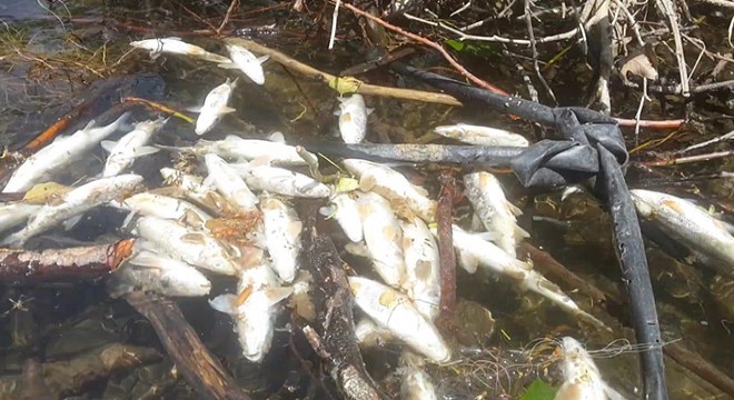 İznik Gölü'nü besleyen derede yüzlerce balık öldü